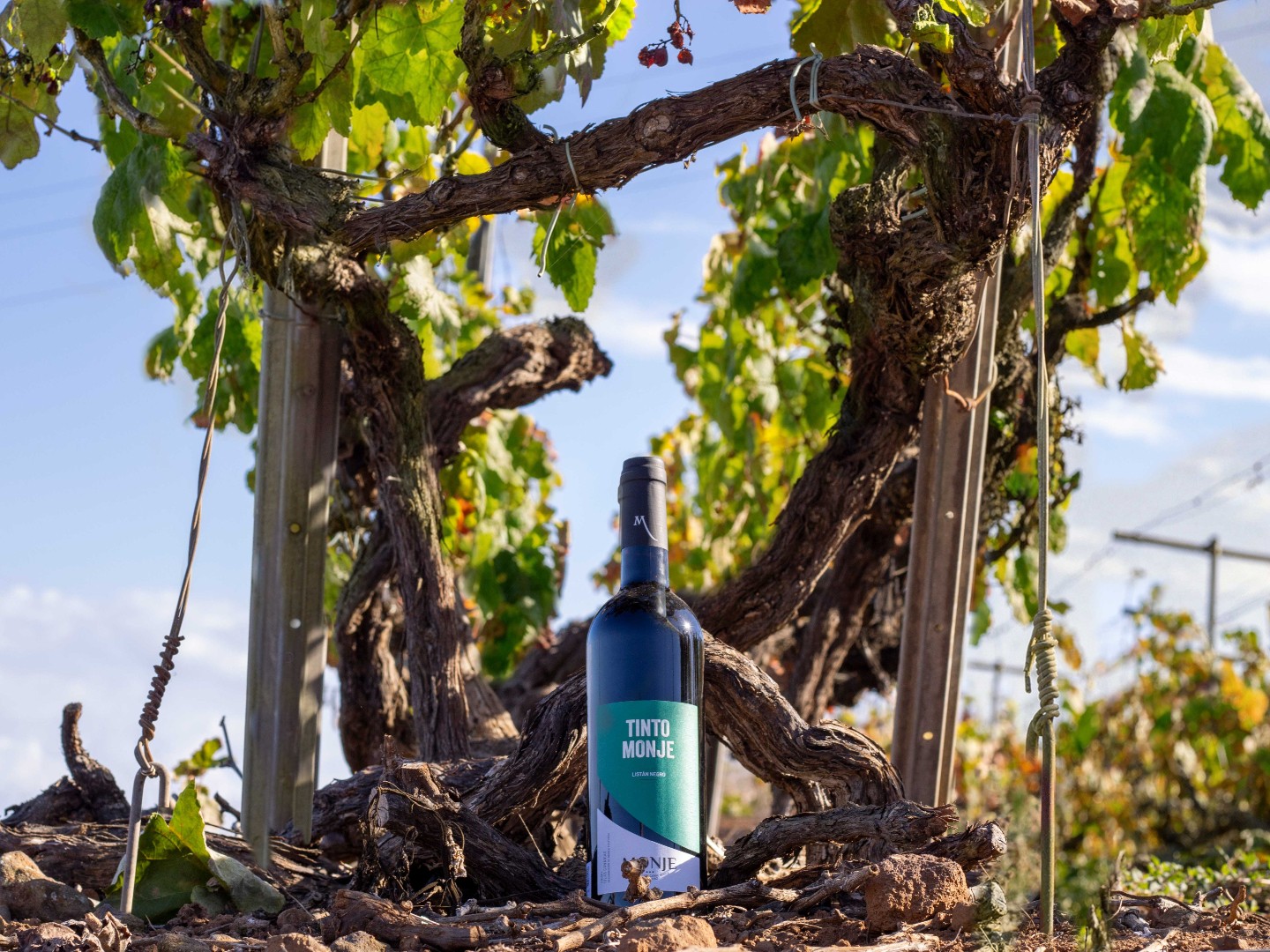 Bodegas Monje — foto 10